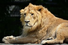 resting lion