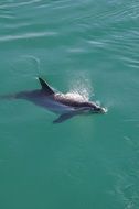 wild swimming Dolphin in the water