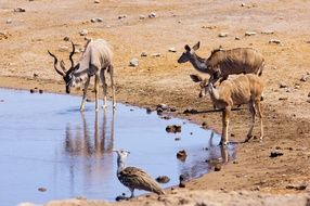 Namibia deer