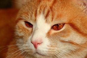 portrait of a red cat with brown eyes