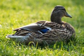 female mallard Duck lays down on grass