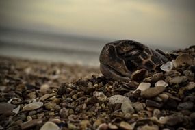 picture of the Turtle is resting on a stones