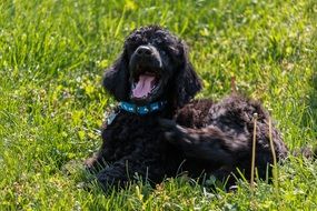 black poodle on green grass