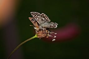 Butterflies on dry flower