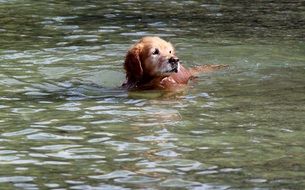 golden retriever in the pond