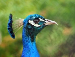 charming Peacock Head