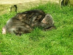 tired monkey is sleeping on the lawn