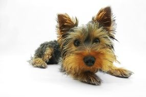 portrait of pretty Yorkshire Terrier Dog