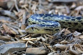 a snake on a pebble and small branches