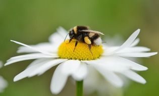 Daisy Flowers with bee