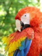 Colorful Bird, Ara Parrot