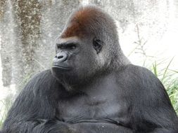 Gorilla looking aside in Zoo, portrait