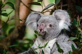 koala bearin on a tree among the leaves