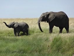 elephant with cub in the green savannah