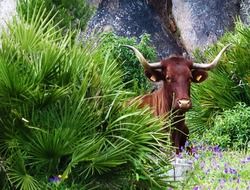 Bull on the ranch in Spain