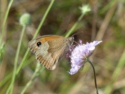 Butterfly Pincushion flower