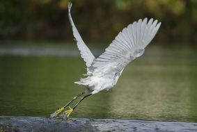 snowy egret takes off over the swamp