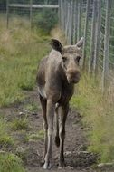 moose in the aviary