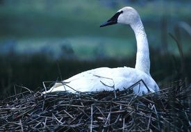 white swan hatches eggs in a nest