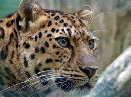 photo of spotted leopard head in Asia close-up on blurred background