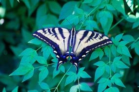 Colorful butterfly on plant