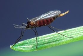 Hessian fly on plant
