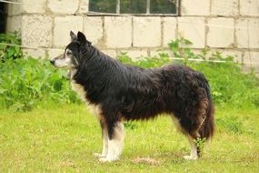 border collie outdoor