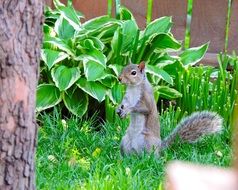 grey squirrel in the garden