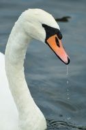 deliciously beautiful Swan Wild Birds