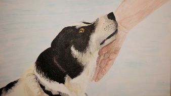 black and white dog and master's hand