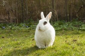 White Rabbit on green grass