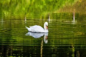 graceful white swan on a lake