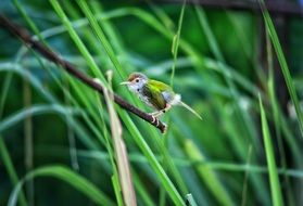 enchanting Green small birds