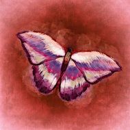 drawing of a beautiful butterfly on the pink background