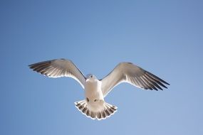 wild seagull flies against the blue sky