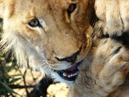 striking Lion South Africa