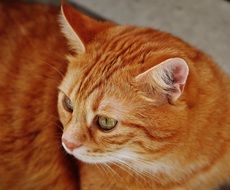 cuddly red tabby cat