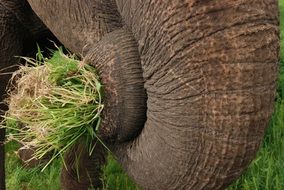 Elephant is eating grass