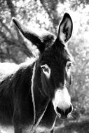 Black and white photo of the thoroughbred Donkey