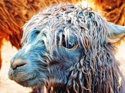 llama close up