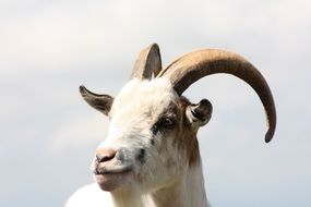 goat head with big horns against the sky