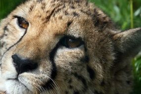 Portrait of the wild cheetah in Africa