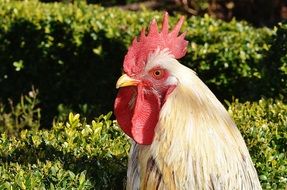 Cock living on a farm