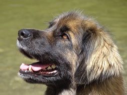leonberger in a green meadow