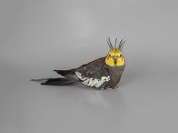 Cockatiel Australian Bird