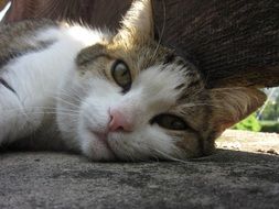 the cat is resting on the ground