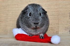 Grey guinea pig smooth hair
