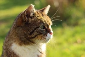portrait of a cat outdoors on a sunny day