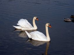a pair of beautiful white swans on a pond in light