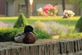 Sitting water bird in a park